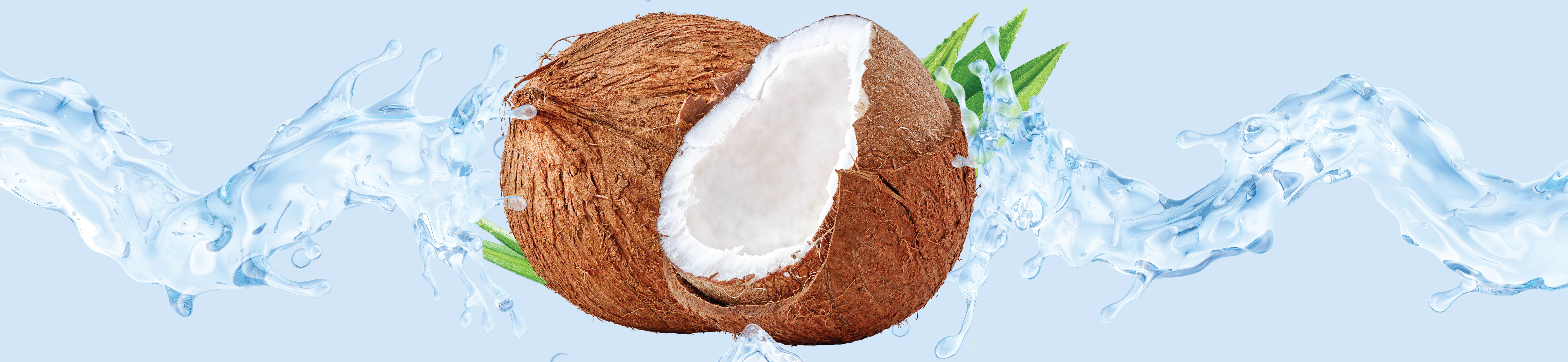 COCO ROOTS